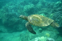 Carols turtle swim on Kam 1 beach