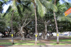 Largest Banyan Tree in the state of Hawaii