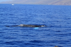 Whale Watching boat tour