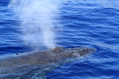 Up close to the huge size of a Humy Back whale